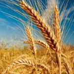 کارخانجات تولید آرد، مشتریان آینده پلاسما