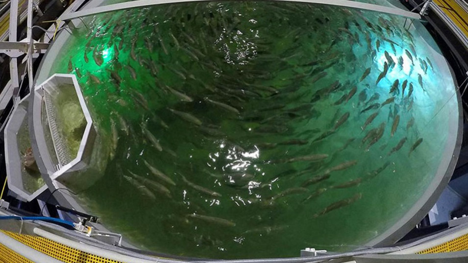 امارات متحده عربی، مقصد جدید صادرات سامانه گندزدایی آب شرکت دانشبنیان ایرانی